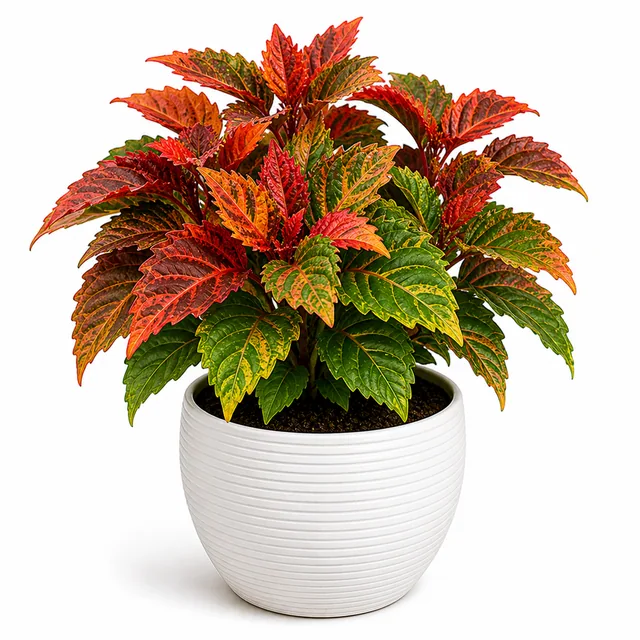 Acalypha Copper Leaf