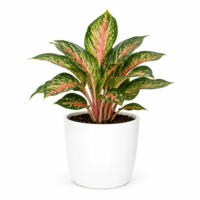 Aglaonema Chinese Evergreen