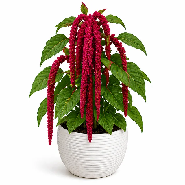 Amaranth Rajgira