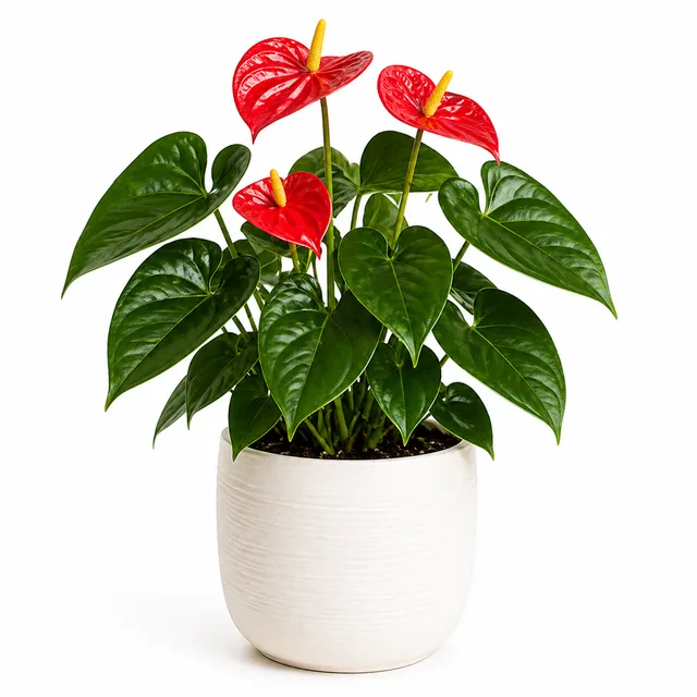 Anthurium
