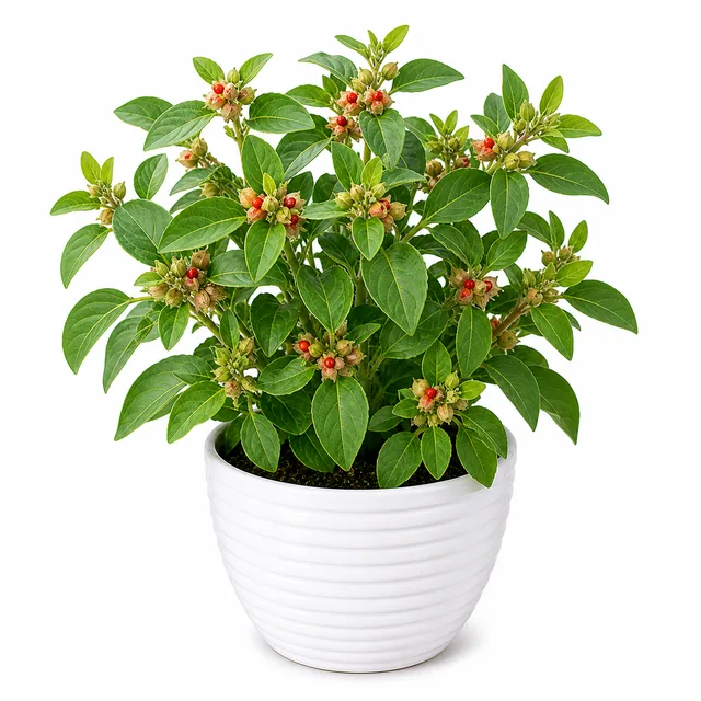 Ashwagandha