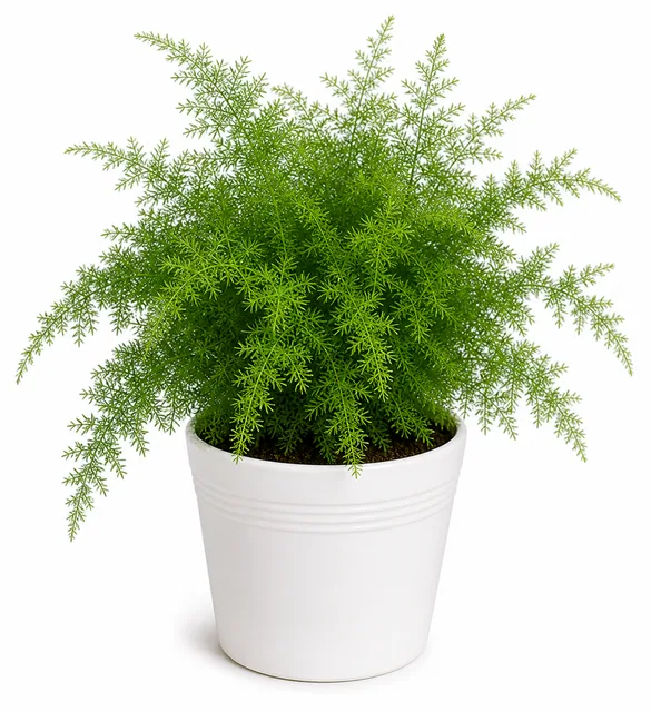 Asparagus Fern