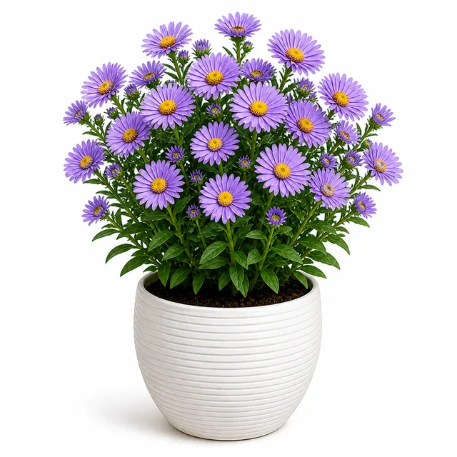 Aster