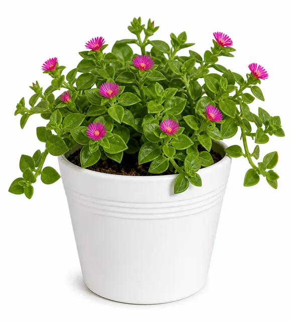 Baby Sunrose