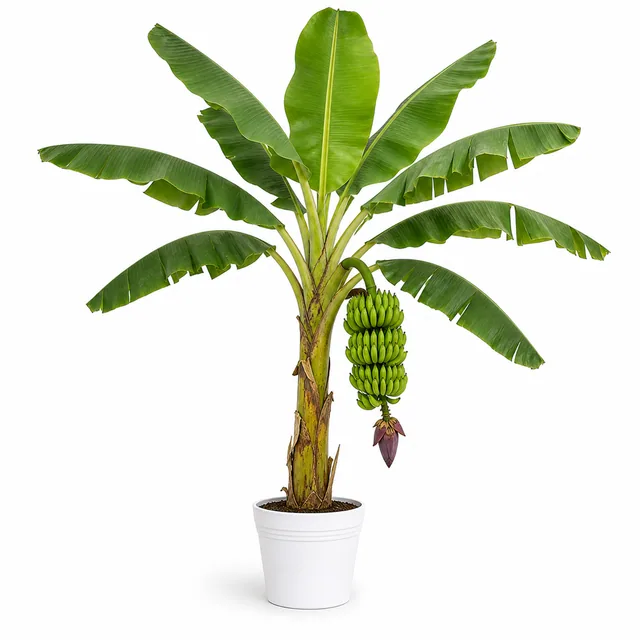 Banana