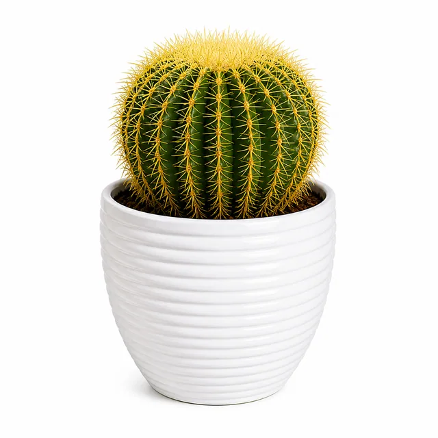 Barrel Cactus
