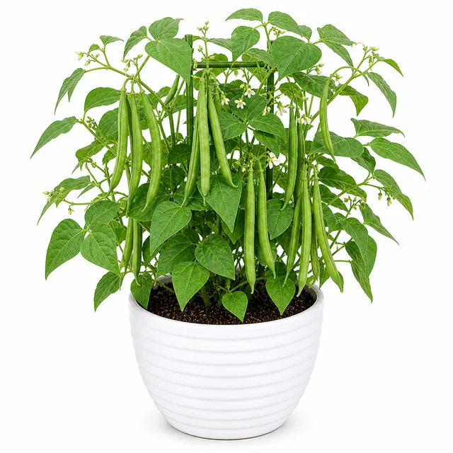 Beans French Beans