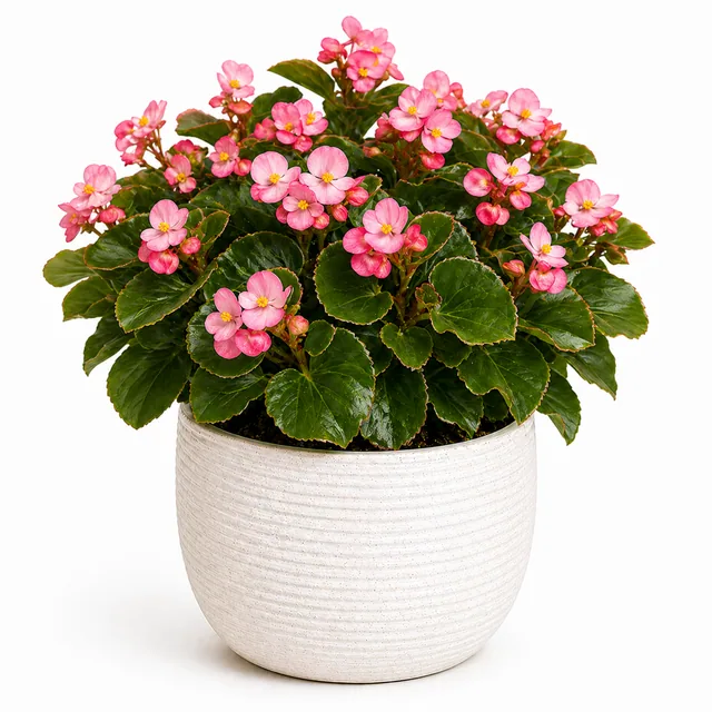 Begonia