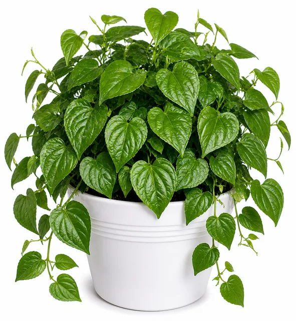 Betel Leaf Paan