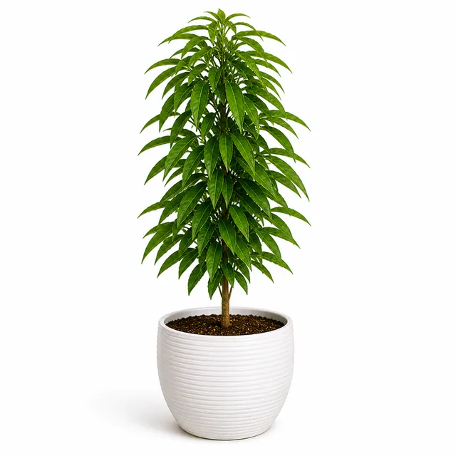 Bird Cherry Polyalthia