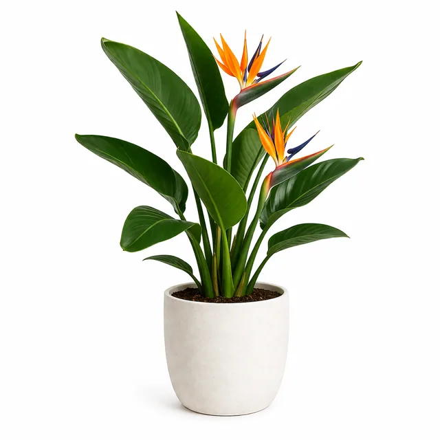 Bird Of Paradise