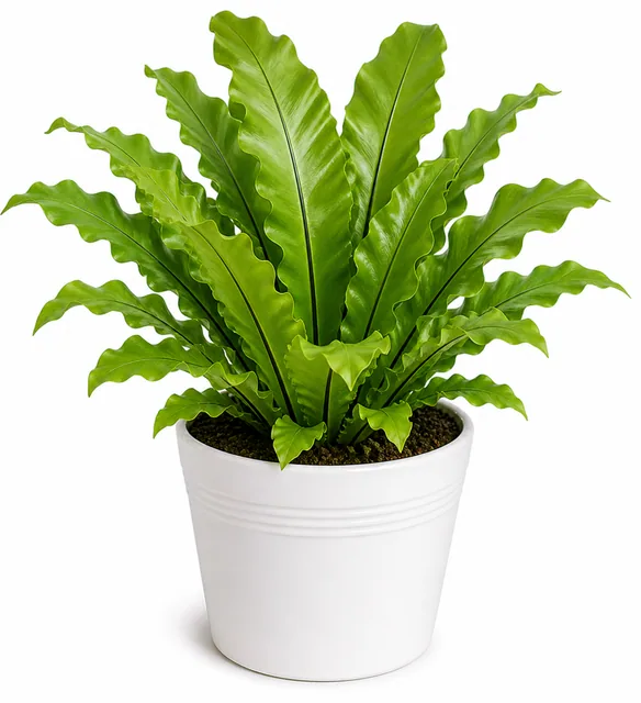 Bird'S Nest Fern