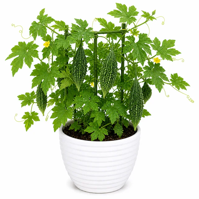Bitter Gourd