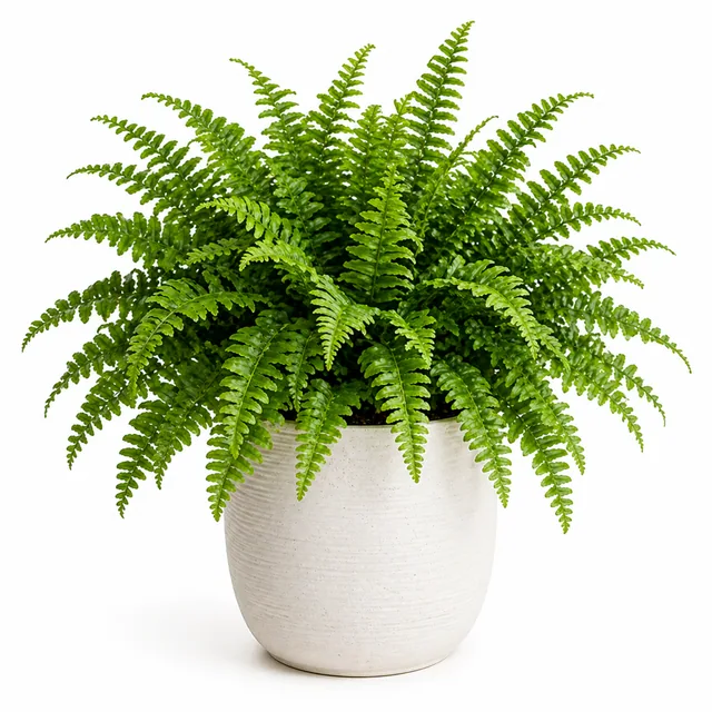 Boston Fern