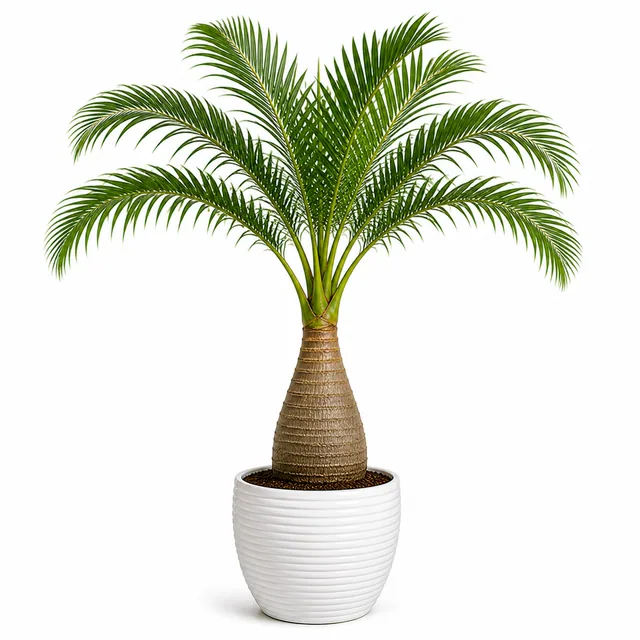 Bottle Palm