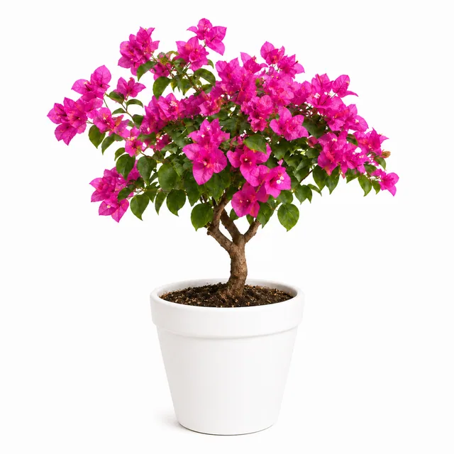 Bougainvillea
