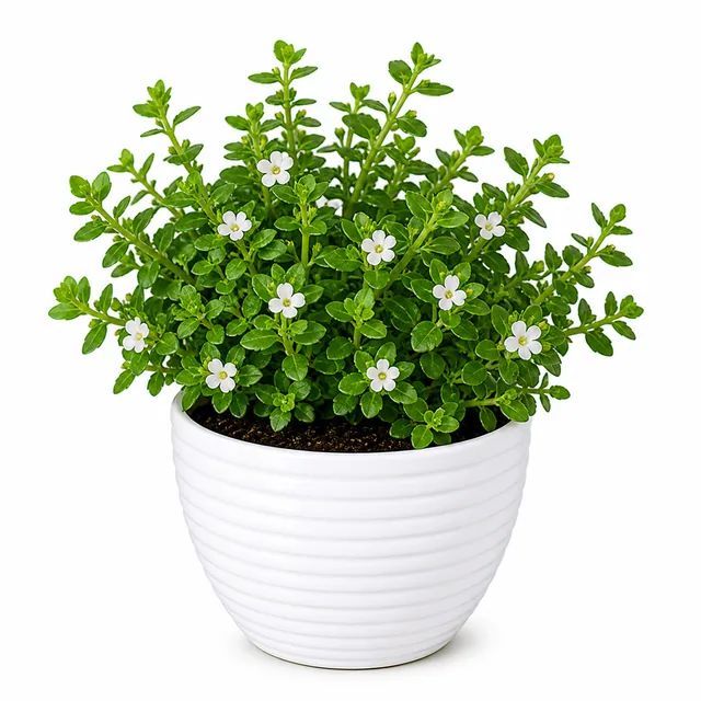 Brahmi