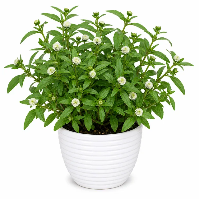 Bringraj False Daisy