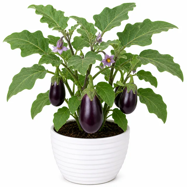 Brinjal Eggplant
