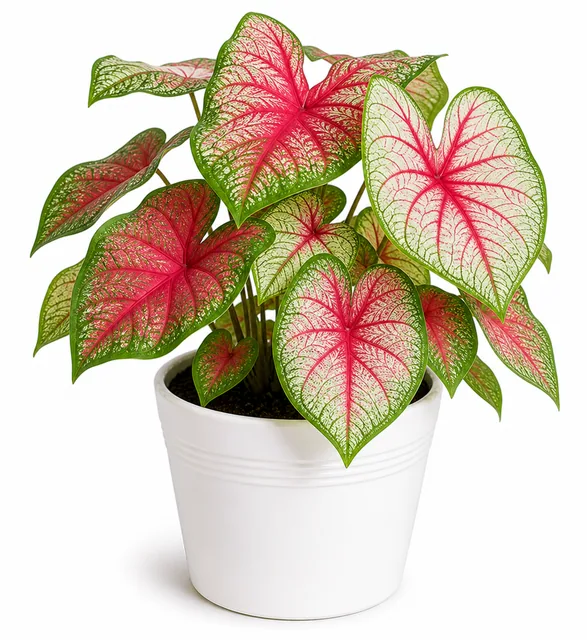 Caladium