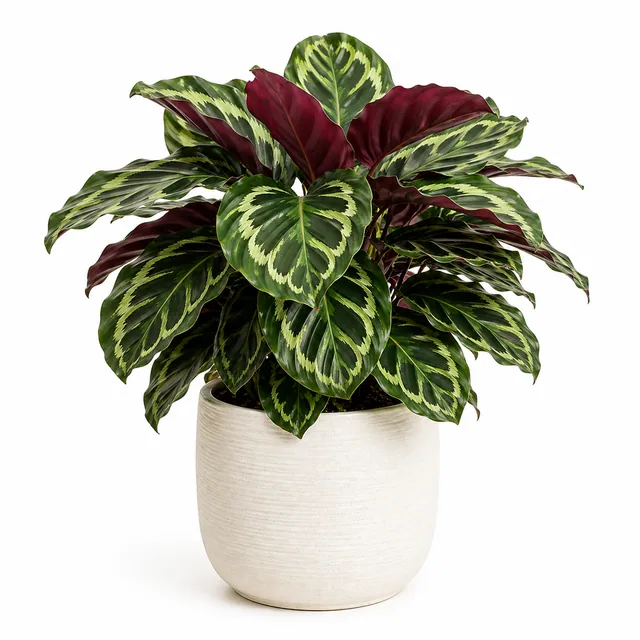 Calathea Prayer Plant