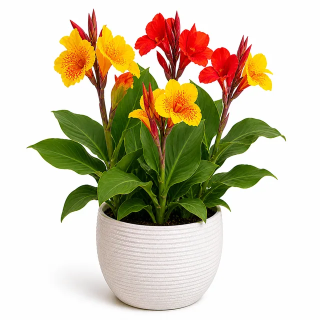 Canna Lily