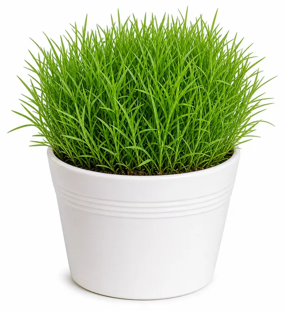 Carpet Grass Doob