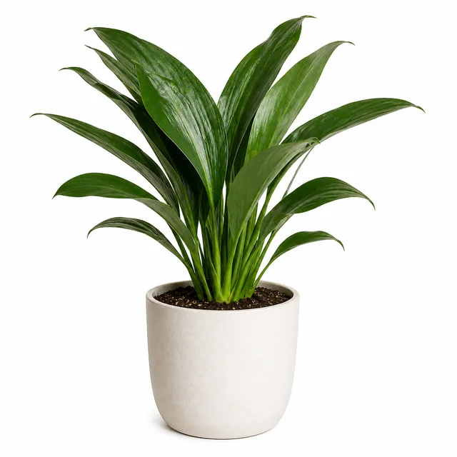 Cast Iron Plant