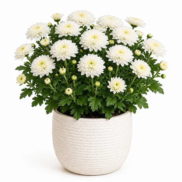 Chrysanthemum