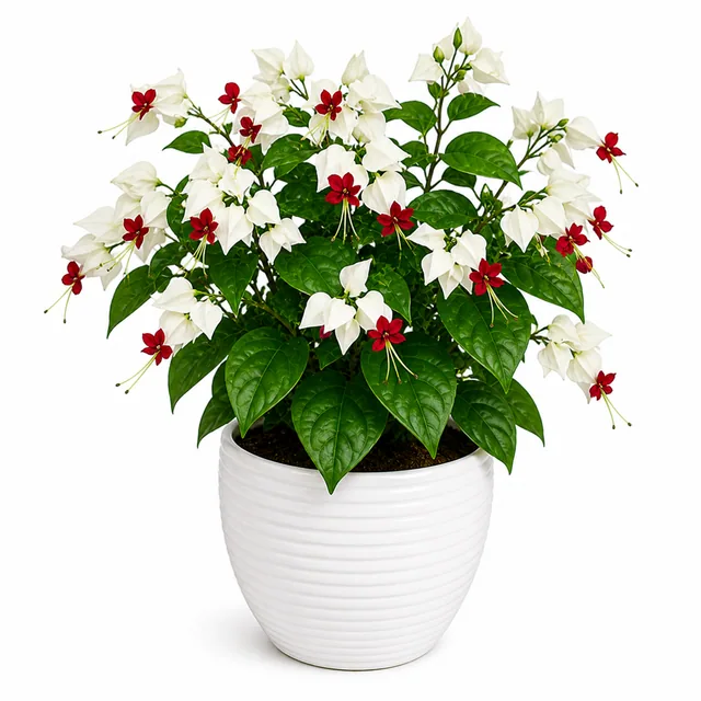 Clerodendrum Bleeding Heart