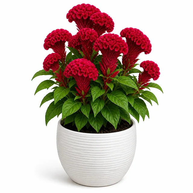Cock'S Comb Celosia