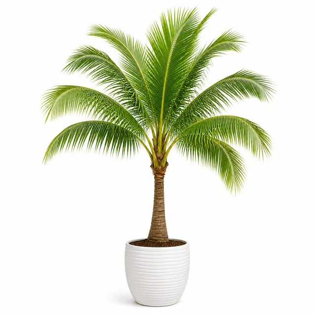 Coconut Palm