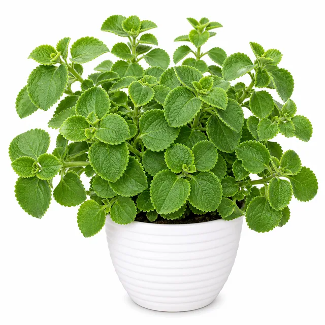 Coleus Panikoorka