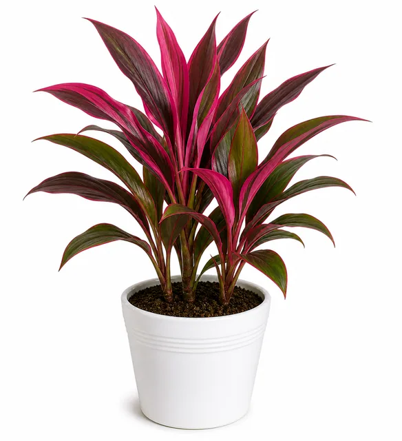 Cordyline Ti Plant
