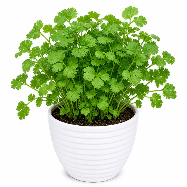 Coriander