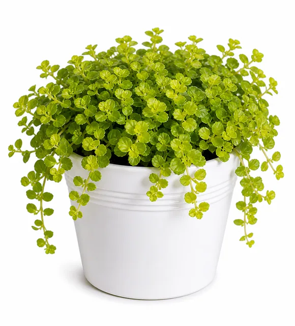 Creeping Jenny