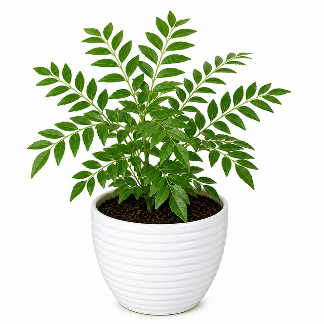 Curry Leaf