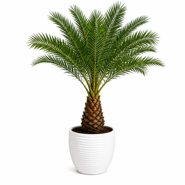 Date Palm
