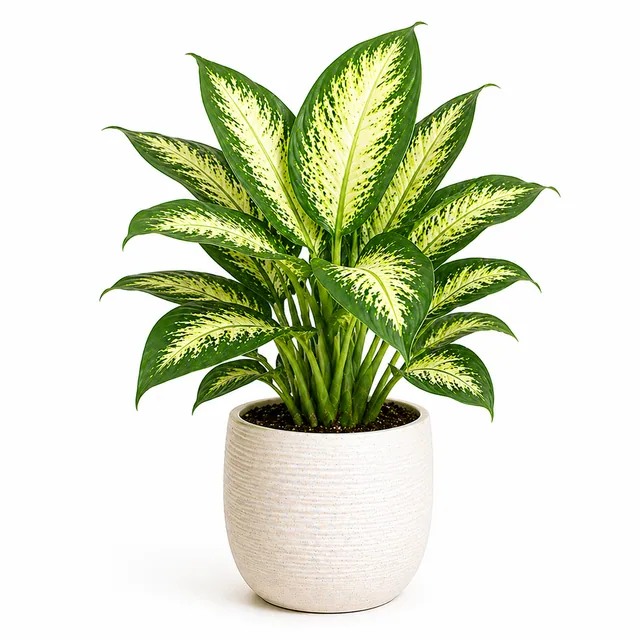 Dieffenbachia Dumb Cane