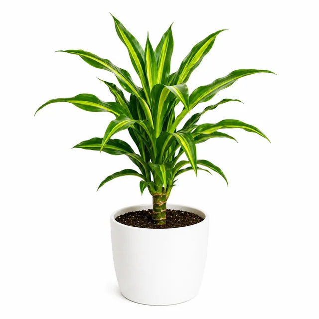 Dracaena