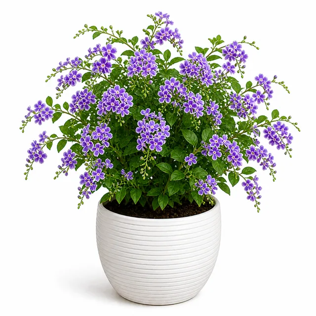 Duranta Golden Dewdrop