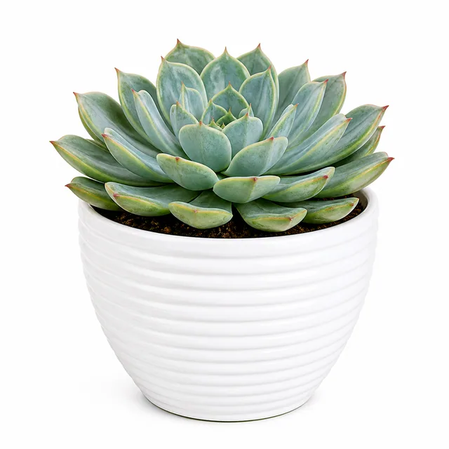 Echeveria