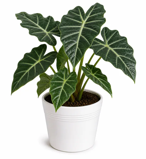 Elephant Ear Alocasia