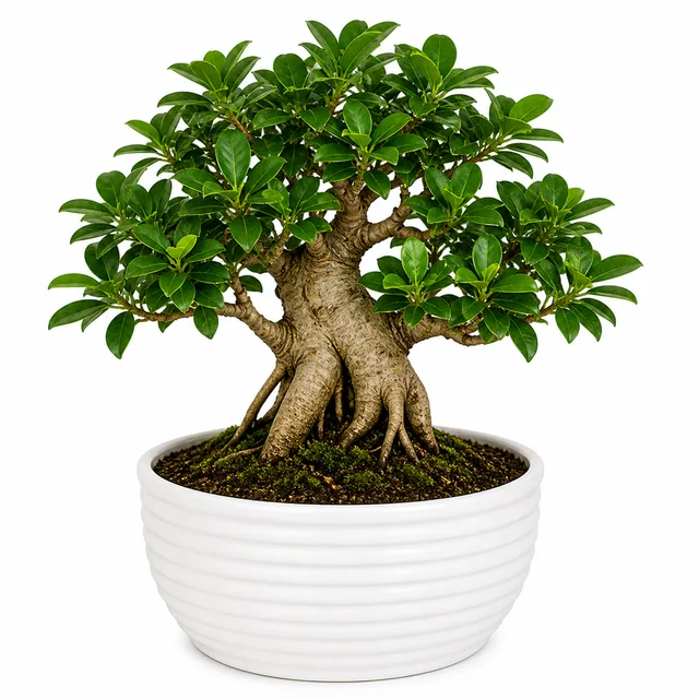 Ficus Bonsai