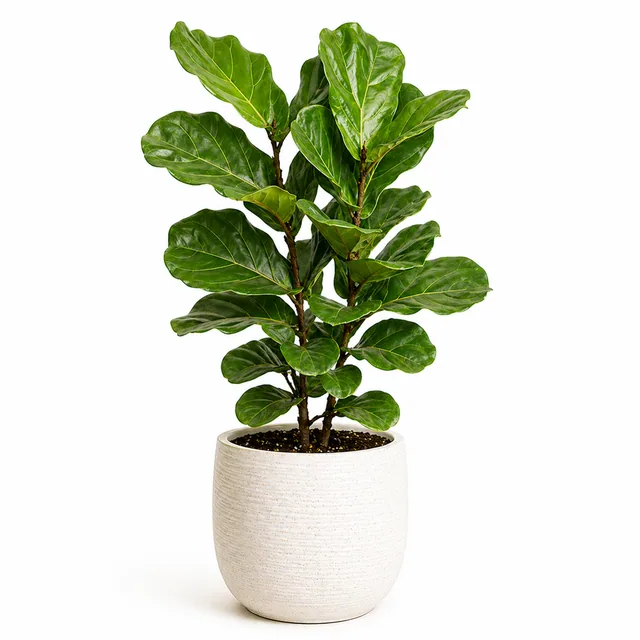 Fiddle Leaf Fig