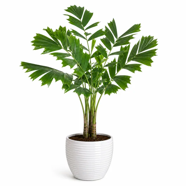 Fishtail Palm