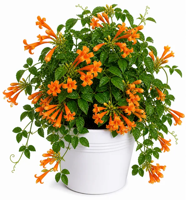 Flame Vine Orange Trumpet