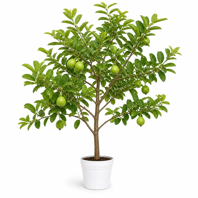 Guava