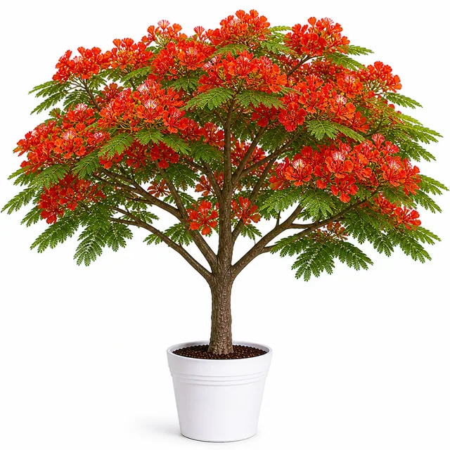Gulmohar Royal Poinciana