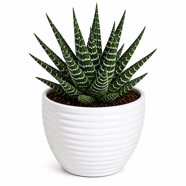 Haworthia